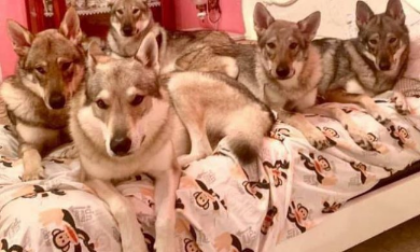 Sbranata da cinque cani, la figlia (proprietaria degli animali) assolta dall’accusa di omicidio colposo
