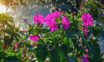 Bella di notte: bellissimi fiori che sbocciano al buio