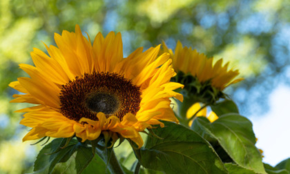 In regalo con i nostri settimanali i semi di girasole