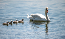 Cigno in cova ad Arona: dopo 35 giorni nel nido protetto nascono 4 piccoli