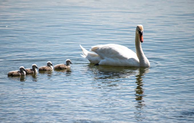 Cigno in cova ad Arona: dopo 35 giorni nel nido protetto nascono 4 piccoli