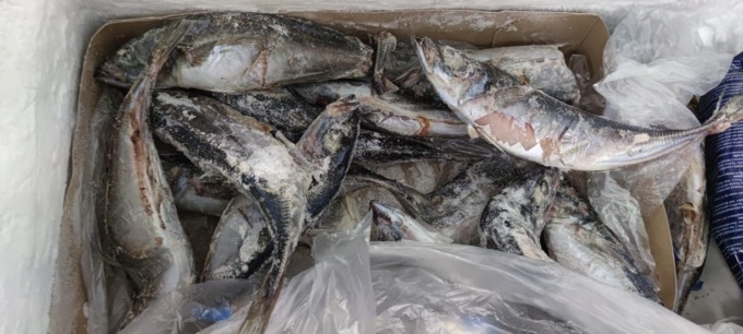 Novara pesce e carne in pessimo stato di conservazione: denunciato titolare market