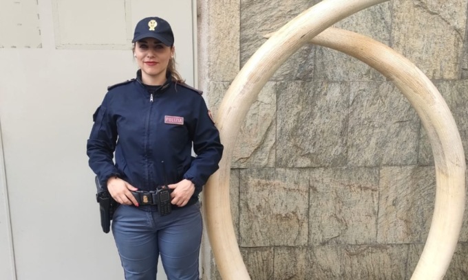 In casa aveva due zanne di elefante del valore di 60mila euro l’una: denunciato