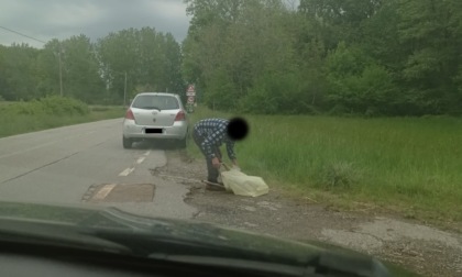 Incredibile a Divignano: daino ferito viene rubato davanti agli occhi di chi lo stava soccorrendo