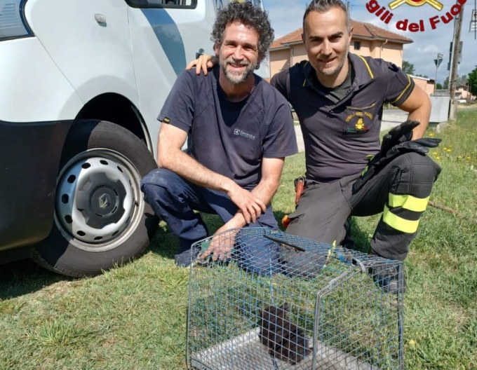 Novara vigili del fuoco salvano gattino incastrato nel vano motore di un furgone