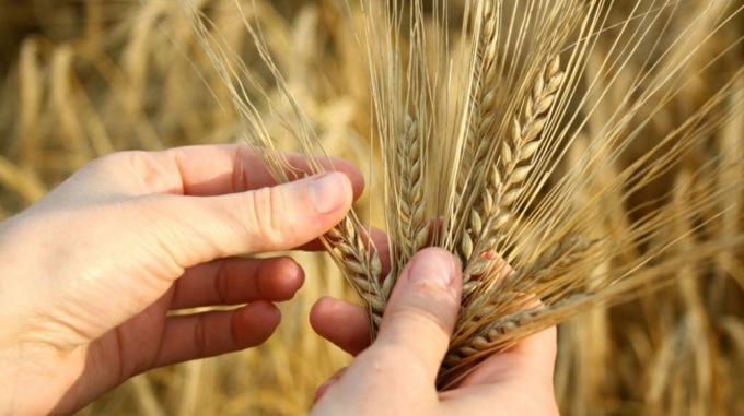 Prezzo del grano: in tre mesi +36%