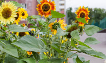 Girasole: fiori caldi, luminosi e allegri