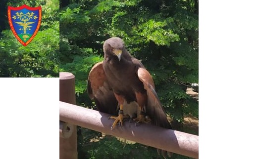 Novara raro esemplare di Poiana di Harris recuperato dai Forestali in centro