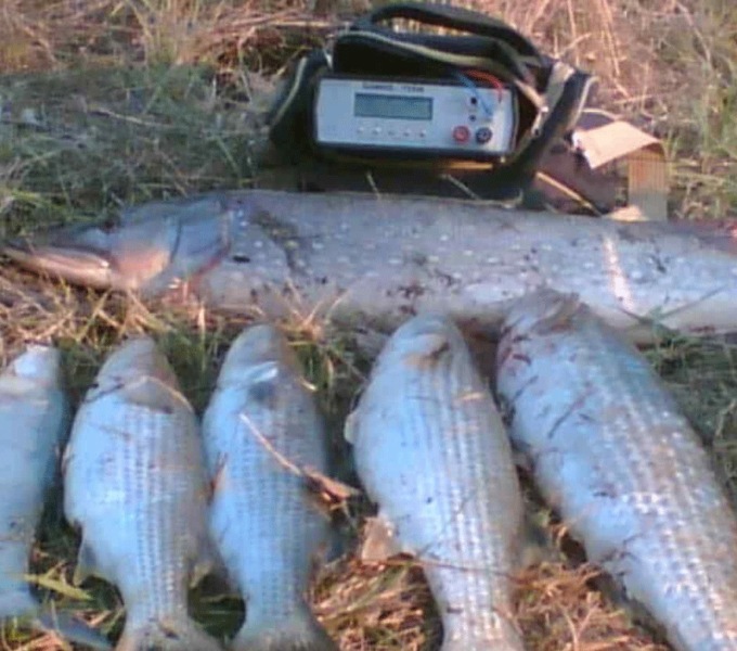Pescavano con elettrostorditori e stoccavano pesce a Borgo Ticino: smantellata banda dedita al bracconaggio ittico
