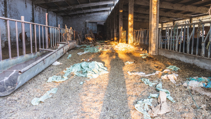 “L’inferno in provincia di Novara: animali agonizzanti” La denuncia del Rifugio Miletta