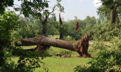 Maltempo, Parco della Mandria di Torino: distrutto Viale Roveri, il primo viale monumentale d'Italia