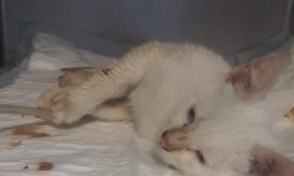 Gattino lanciato da un’auto in corsa
