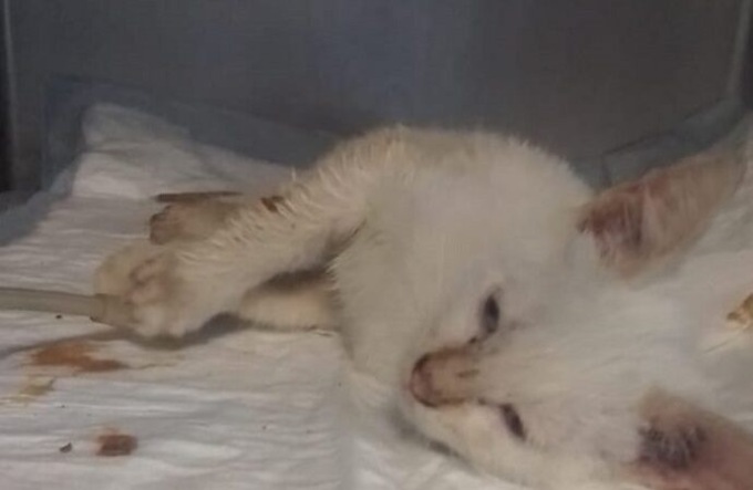 Gattino lanciato da un’auto in corsa