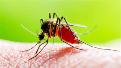Virus West Nile: i primi due casi in Piemonte, uno in provincia di Novara