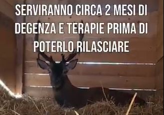 Cervo caduto in un canale a Serravalle Sesia, il video dei volontari del rifugio Miletta: IL VIDEO