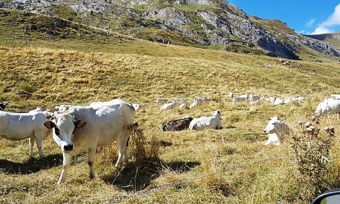 Coldiretti Novara-Vco su Blue Tongue: “Bene l’arrivo dei vaccini”