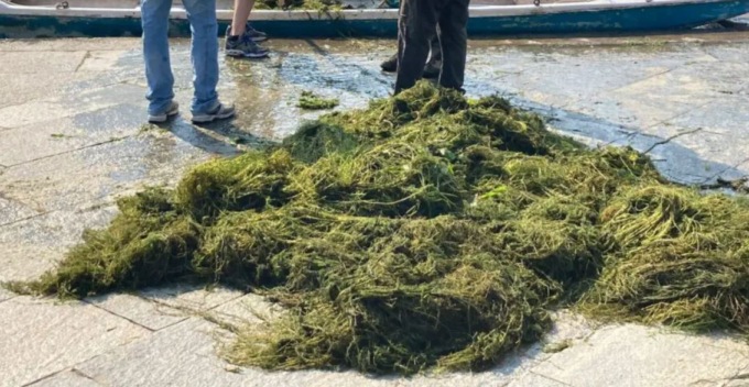 A causa della siccità scoperta nel Po la massiccia presenza di una pianta esotica nociva