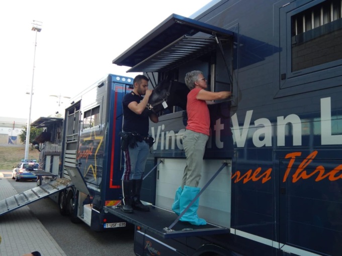 Trasportava cavalli sotto al caldo torrido senza acqua e cibo: autista sanzionato dalla polizia novarese