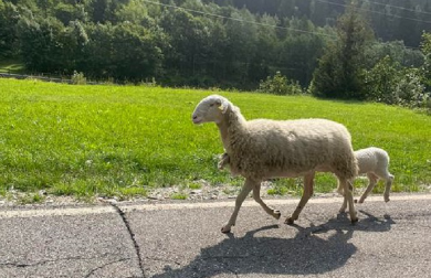 La storia incredibile della pecora Fortunata e del suo agnellino