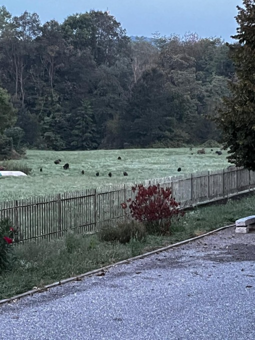 Branchi di cinghiali a Maggiora, Coldiretti: “Siamo disperati”