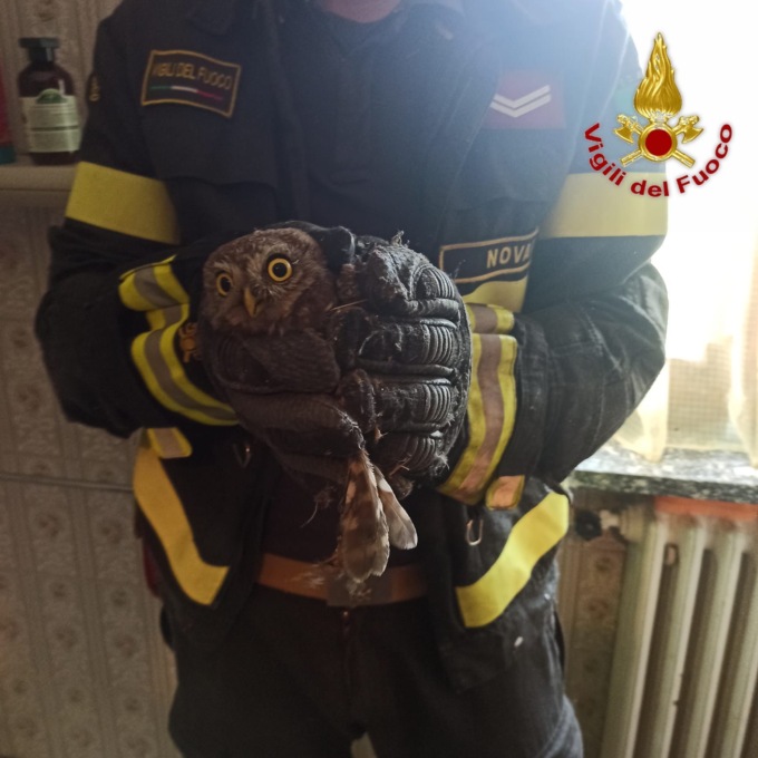 I vigili del fuoco di Borgomanero salvano una civetta incastrata in una canna fumaria