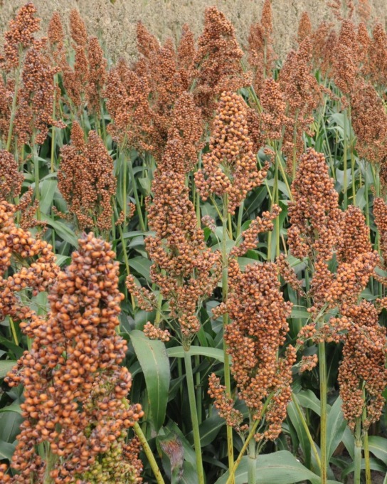 Allerta sorgo, Regione Piemonte: ecco come prevenire l’avvelenamento dei bovini