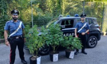 Stresa carabinieri indagano su un accoltellamento e trovano piante di marijuana