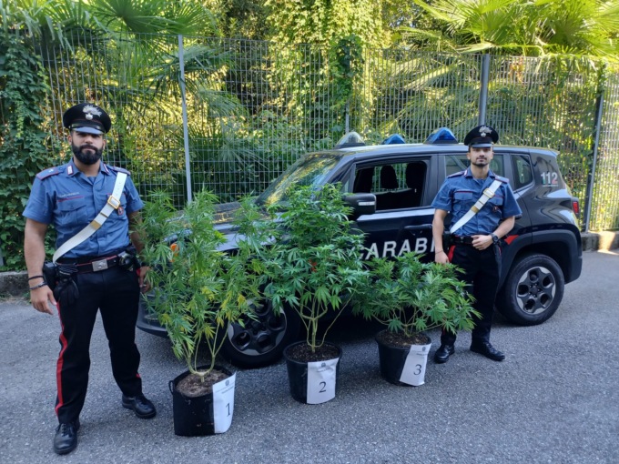 Stresa carabinieri indagano su un accoltellamento e trovano piante di marijuana