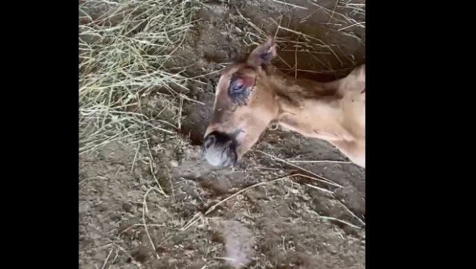 Allevamento lager nel novarese: “Ora aiutateci ad adottare gli animali”