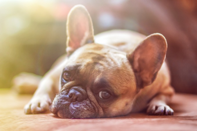 Piemonte pioniere: nascono gli ambulatori veterinari gratuiti
