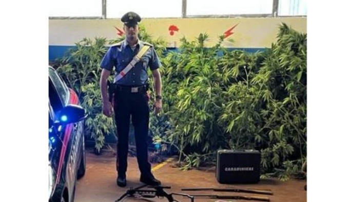 Carabinieri scovano coltivazione di cannabis tra gli ortaggi: 37enne denunciato