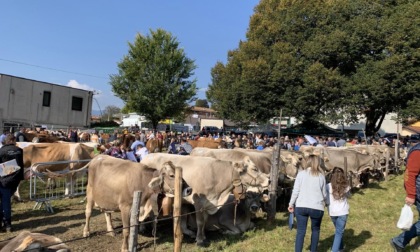 Armeno si prepara per l'edizione 2022 della fiera zootecnica dopo 2 anni di stop