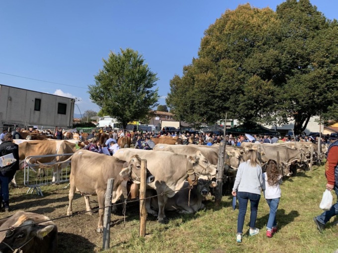 Armeno si prepara per l’edizione 2022 della fiera zootecnica dopo 2 anni di stop