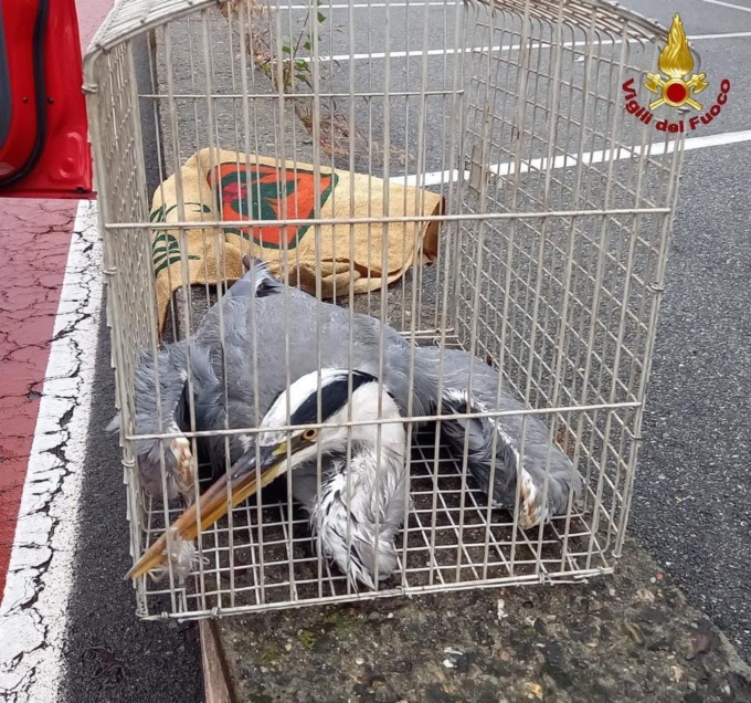 Airone imprigionato nella fune di una boa salvato dai vigili del fuoco ad Arona