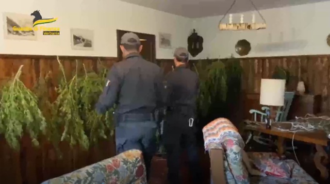 Guardia di finanza scova affittacamere abusivo con 161 piante di cannabis