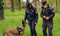 Trovato lupo avvelenato a Maggiora