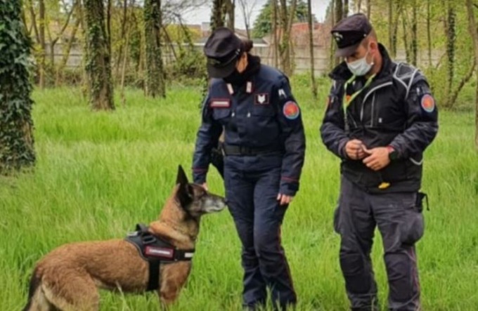 Trovato lupo avvelenato a Maggiora