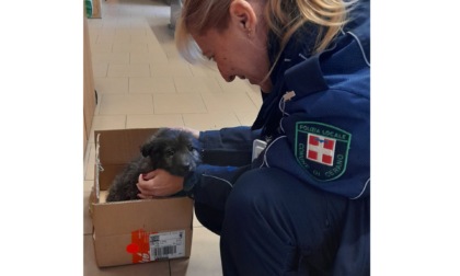 Cucciolo abbandonato e recuperato a Cerano: chi lo vuole adottare?