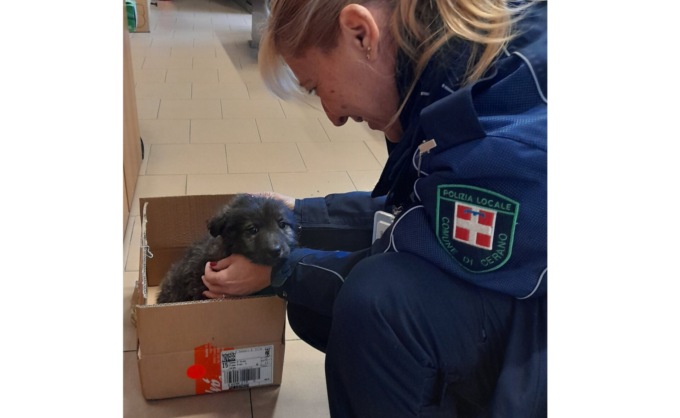 Cucciolo abbandonato e recuperato a Cerano: chi lo vuole adottare?