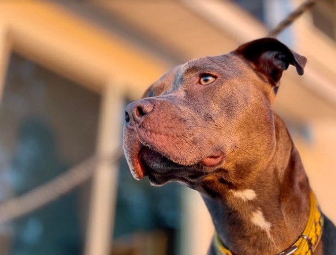 Pitbull rischia la morte per eutanasia: l’Oipa diffida il comune di Verbania