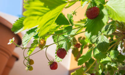 Oggi in regalo con i nostri settimanali le fragoline di bosco