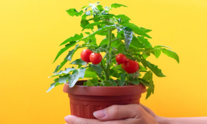 Oggi in regalo con i nostri settimanali i pomodori ciliegino