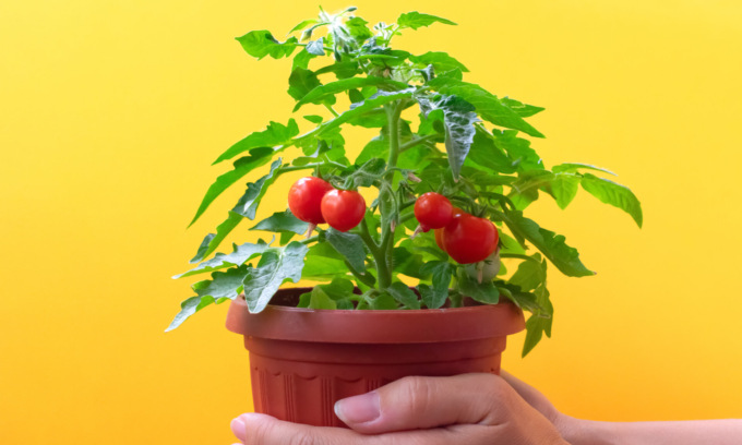 Oggi in regalo con i nostri settimanali i pomodori ciliegino