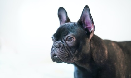 Borgo Ticino: allevamento abusivo di bouledogue francesi in casa