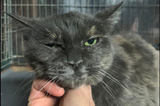 Lavori in vista sulle strutture del parco gatti di Borgomanero