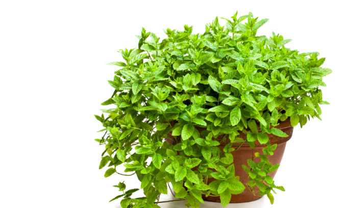 Oggi in regalo con i nostri settimanali i semi di menta