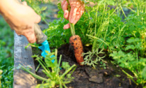 Carota: croccante radice, amata da tutti