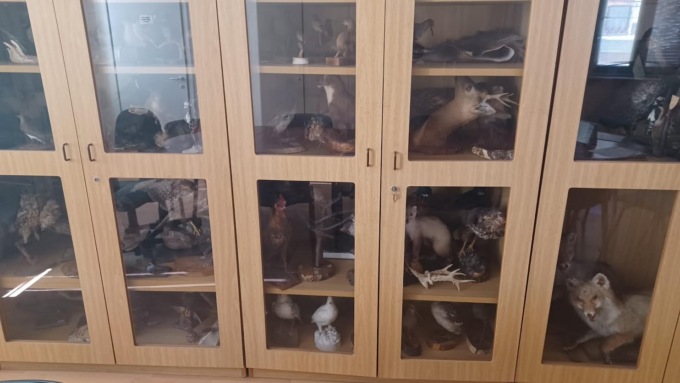 Riordinati e riclassificati i 213 animali impagliati della Provincia di Novara