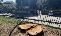 Oleggio dice addio a 19 alberi: "Erano pericolosi"