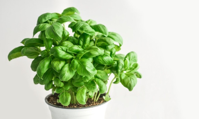 Da questa settimana in regalo con i nostri settimanali il Basilico